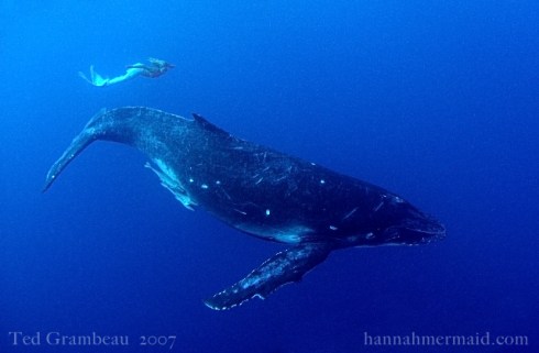 Professional Mermaid Hannah Fraser | I am a mermaid