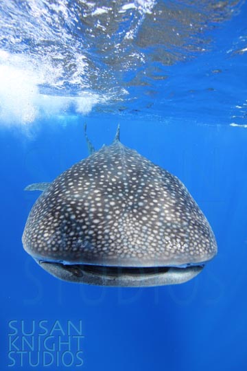 IMG_8966 hled sm susan knight studios